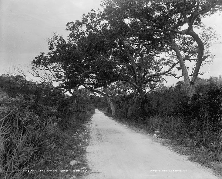 Road to Coconut Grove 1890s Print